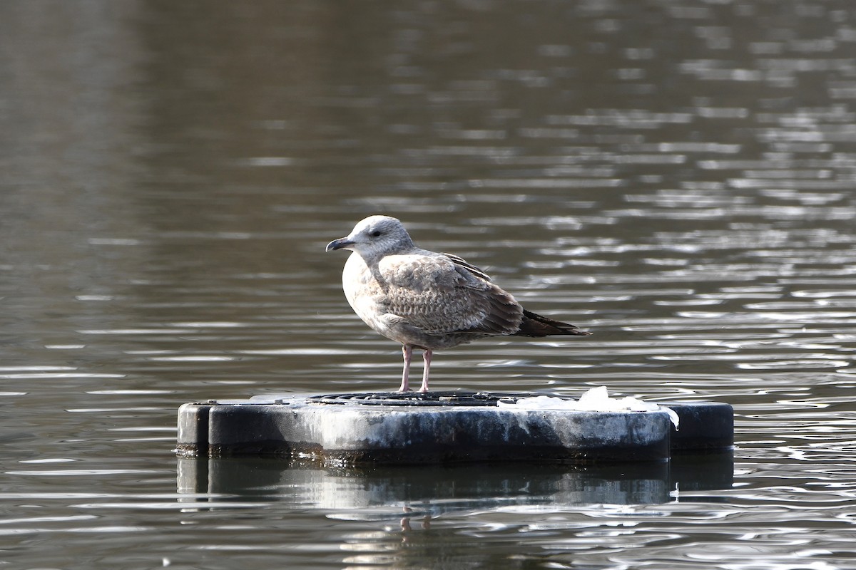 American Herring Gull - ML626969088