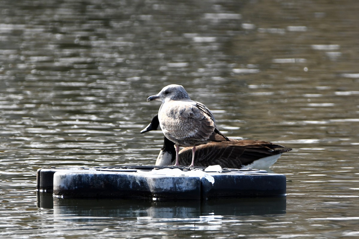 American Herring Gull - ML626969089