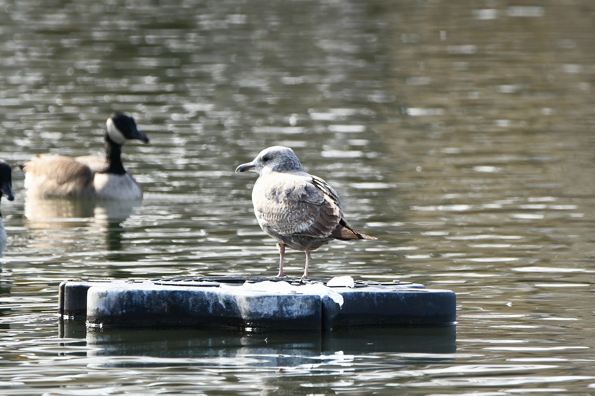 American Herring Gull - ML626969090