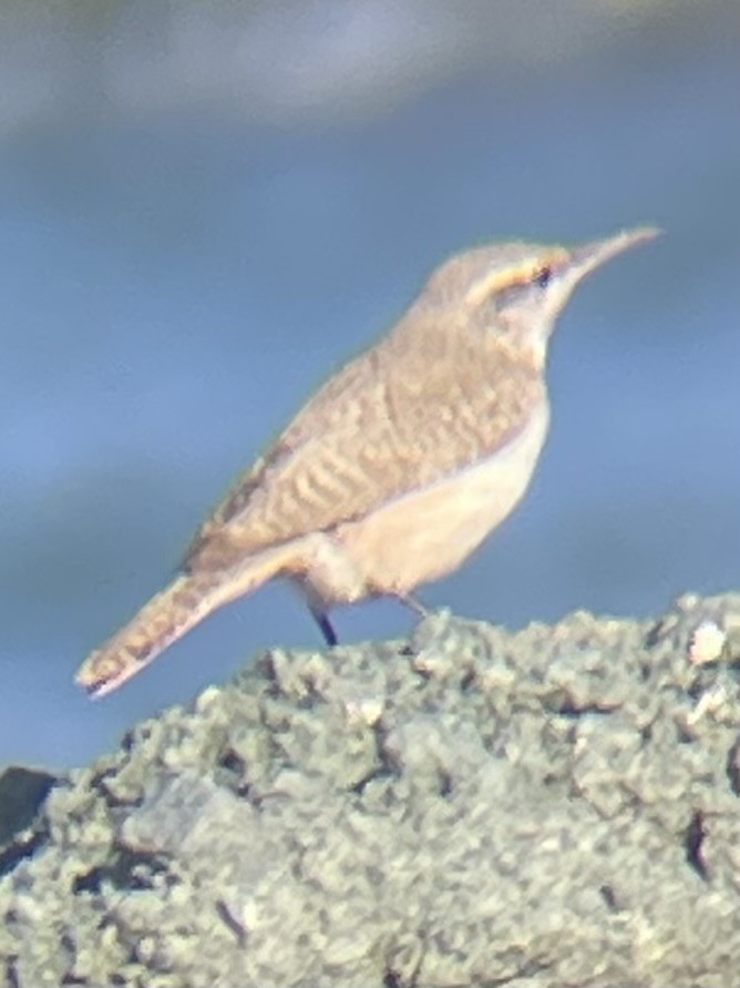 Rock Wren - ML626969096
