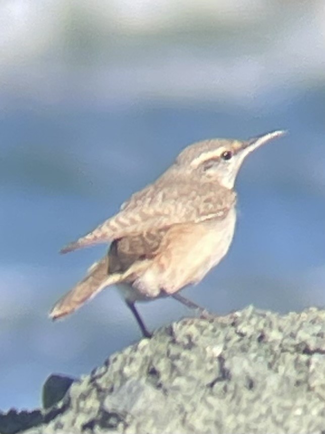 Rock Wren - ML626969097