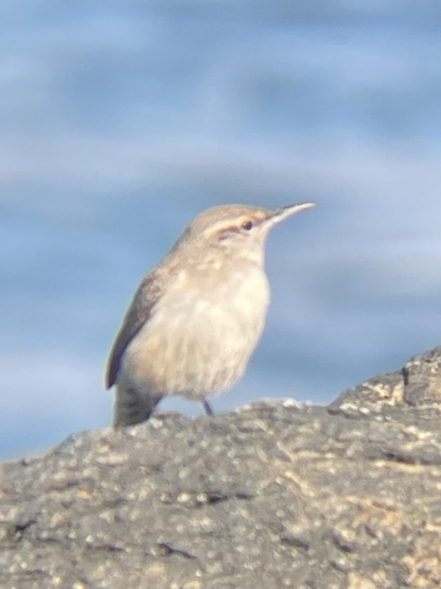 Rock Wren - ML626969098