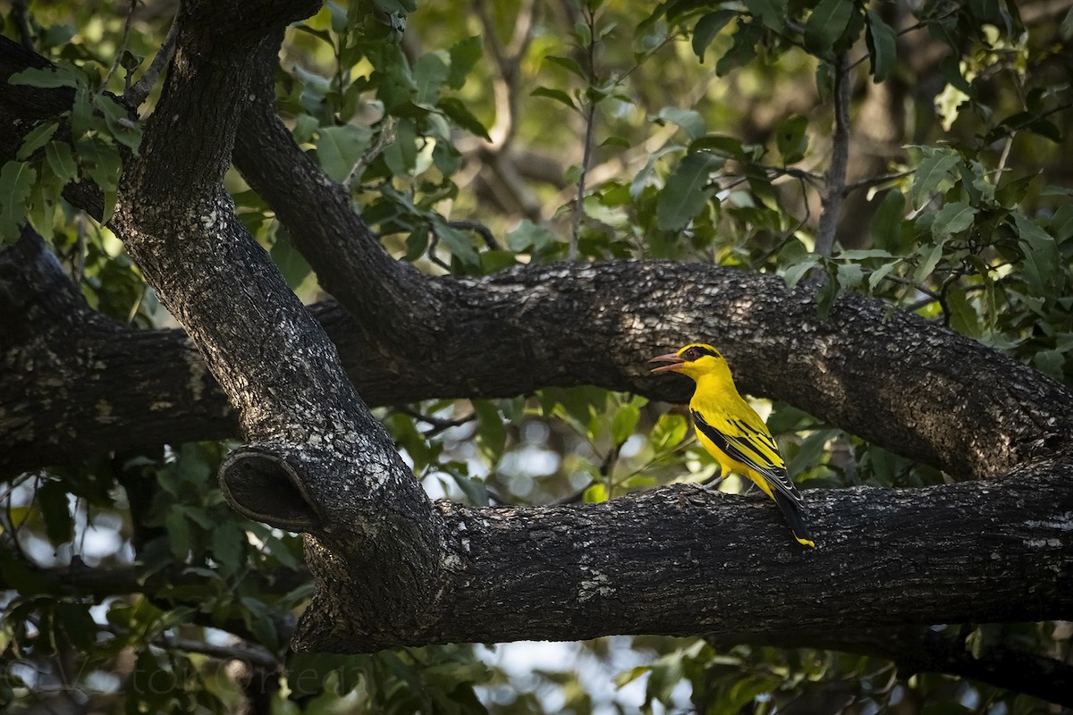 African Golden Oriole - ML626969140