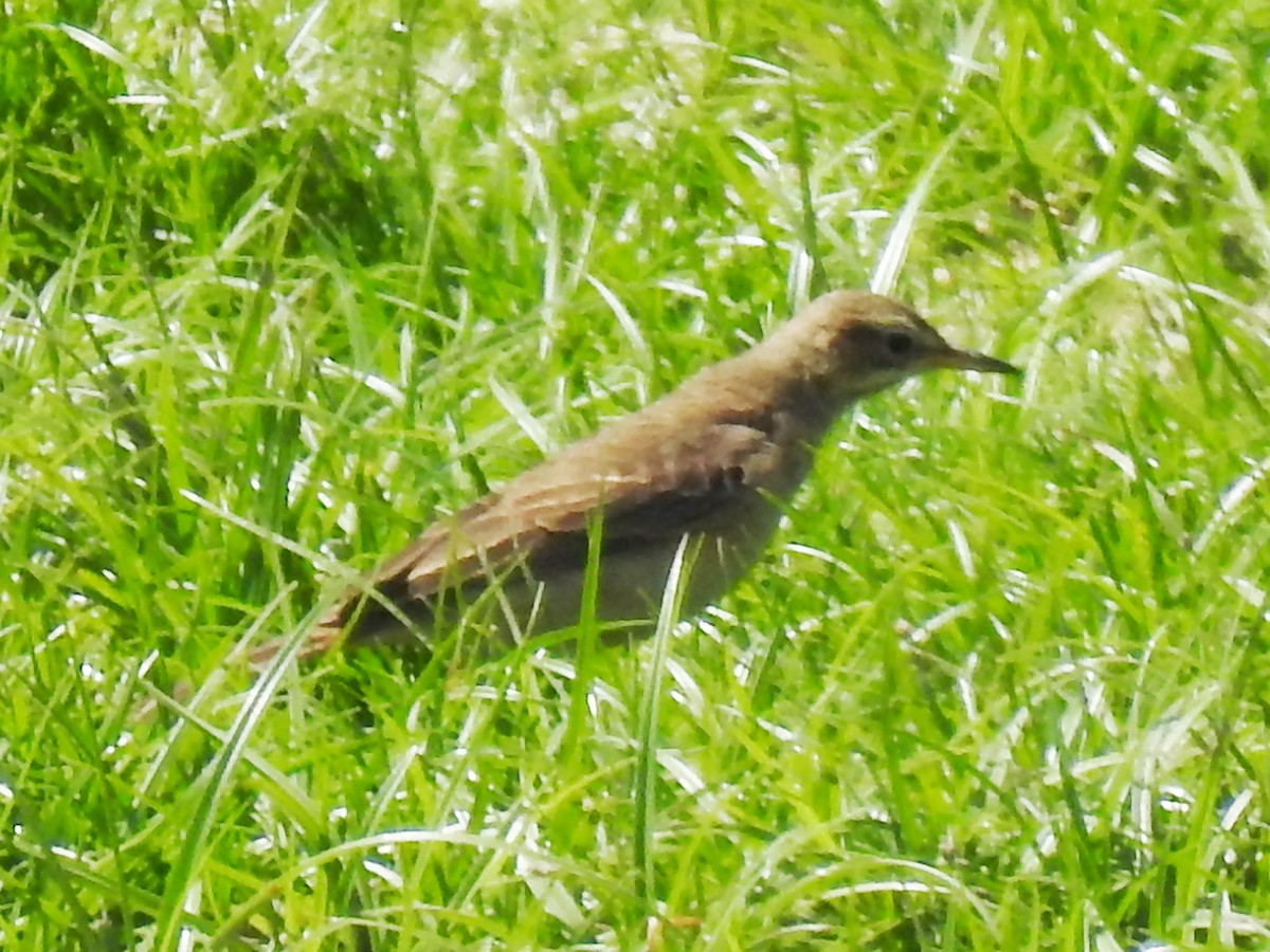 Plain-backed Pipit - ML626969178