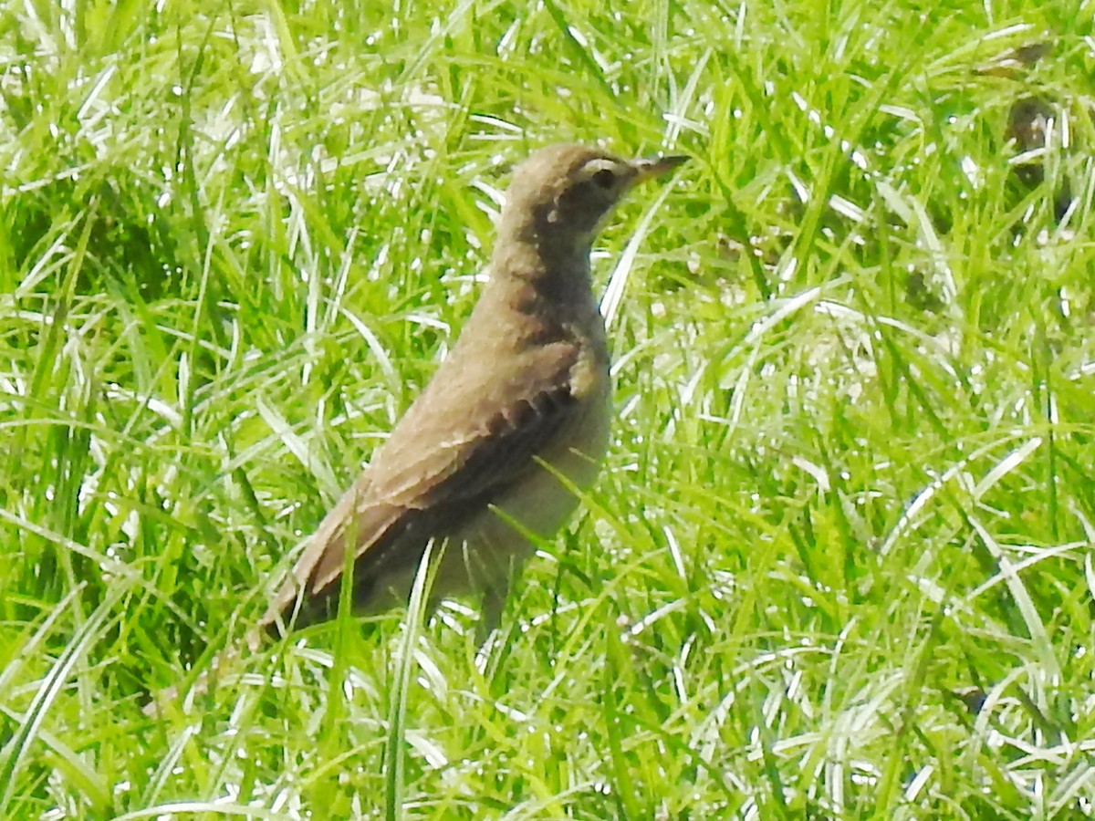 Plain-backed Pipit - ML626969191