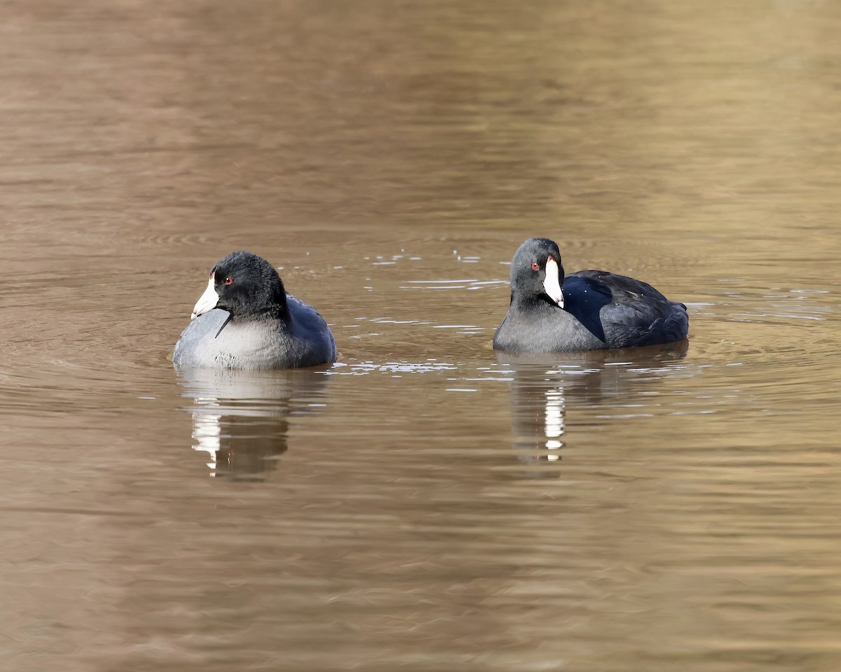 American Coot - ML626969244