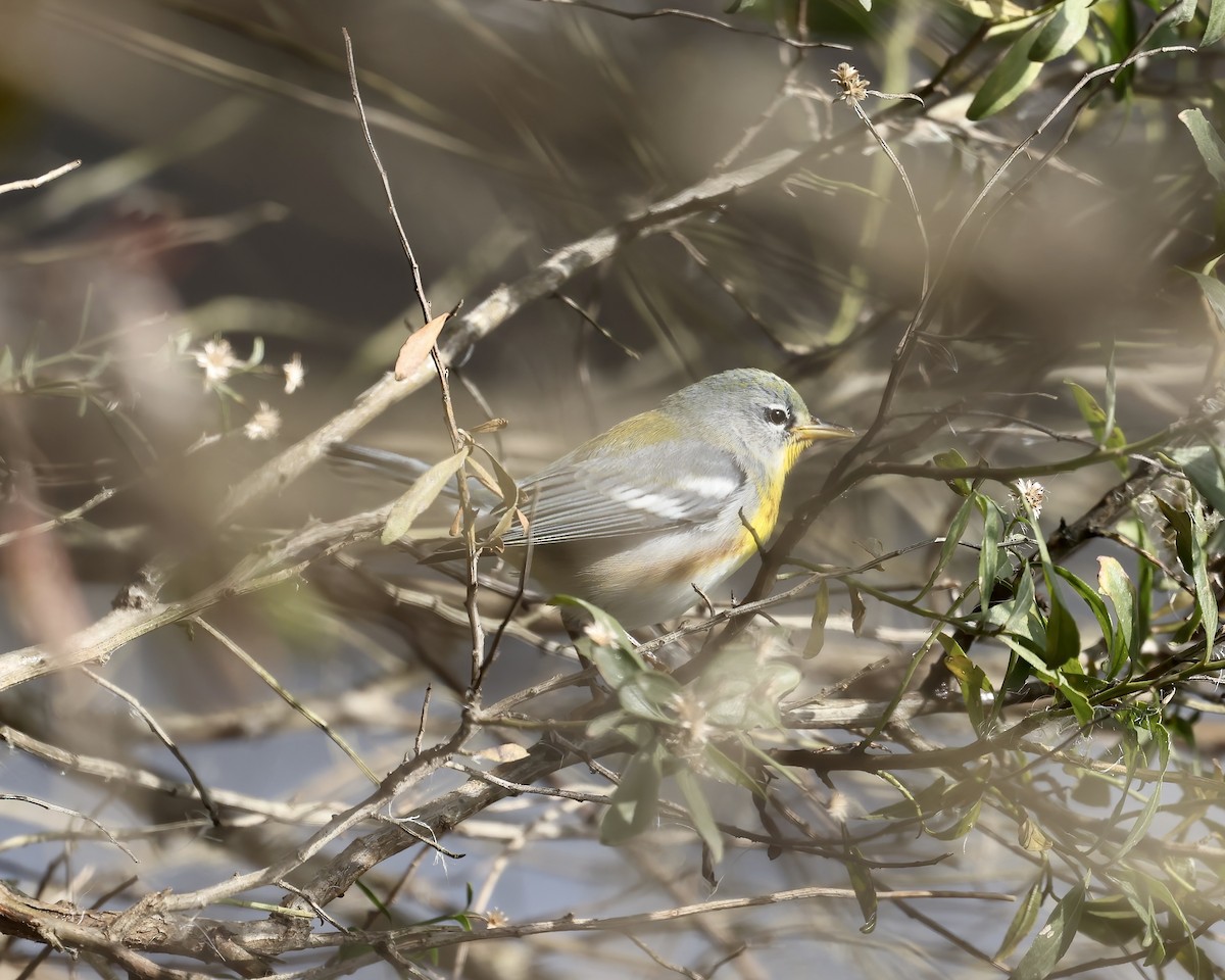 Northern Parula - ML626969271