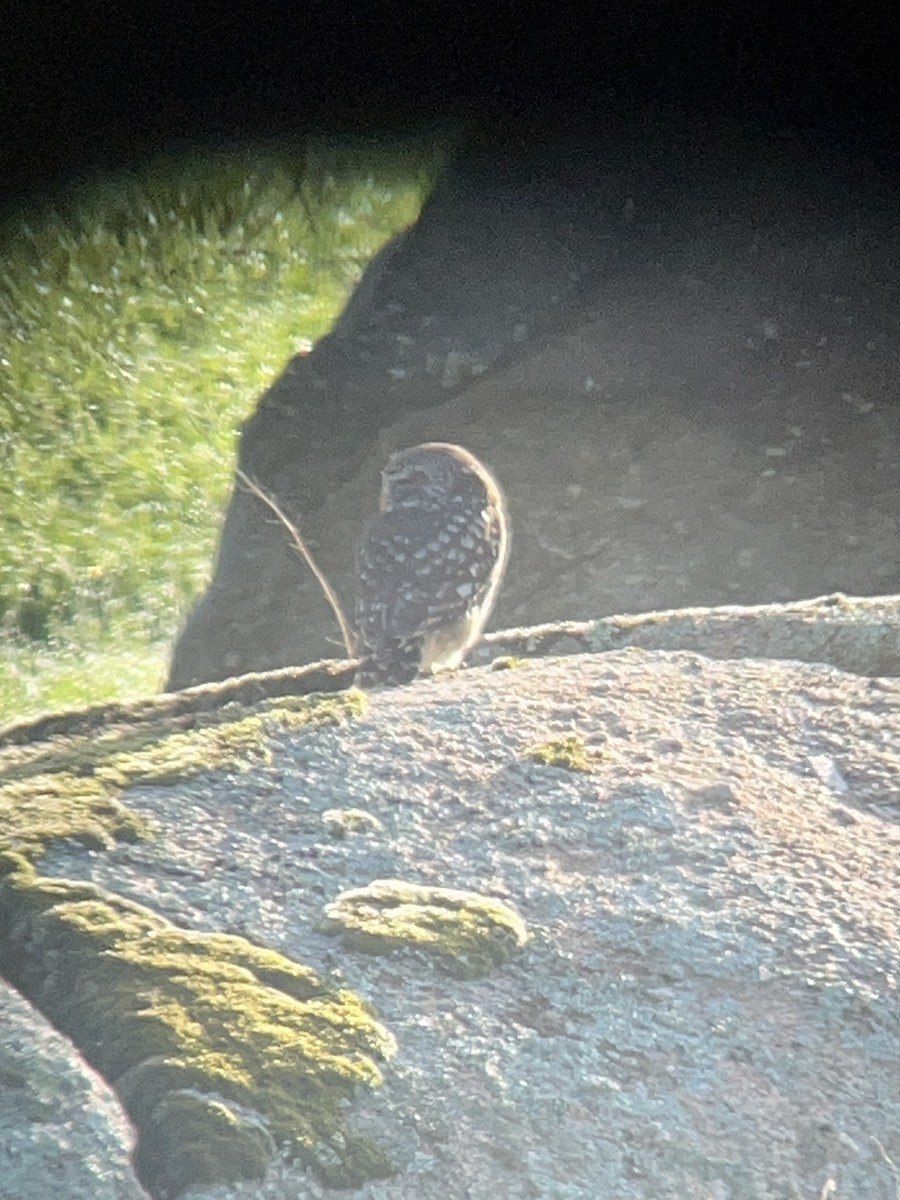 Little Owl - ML626969296