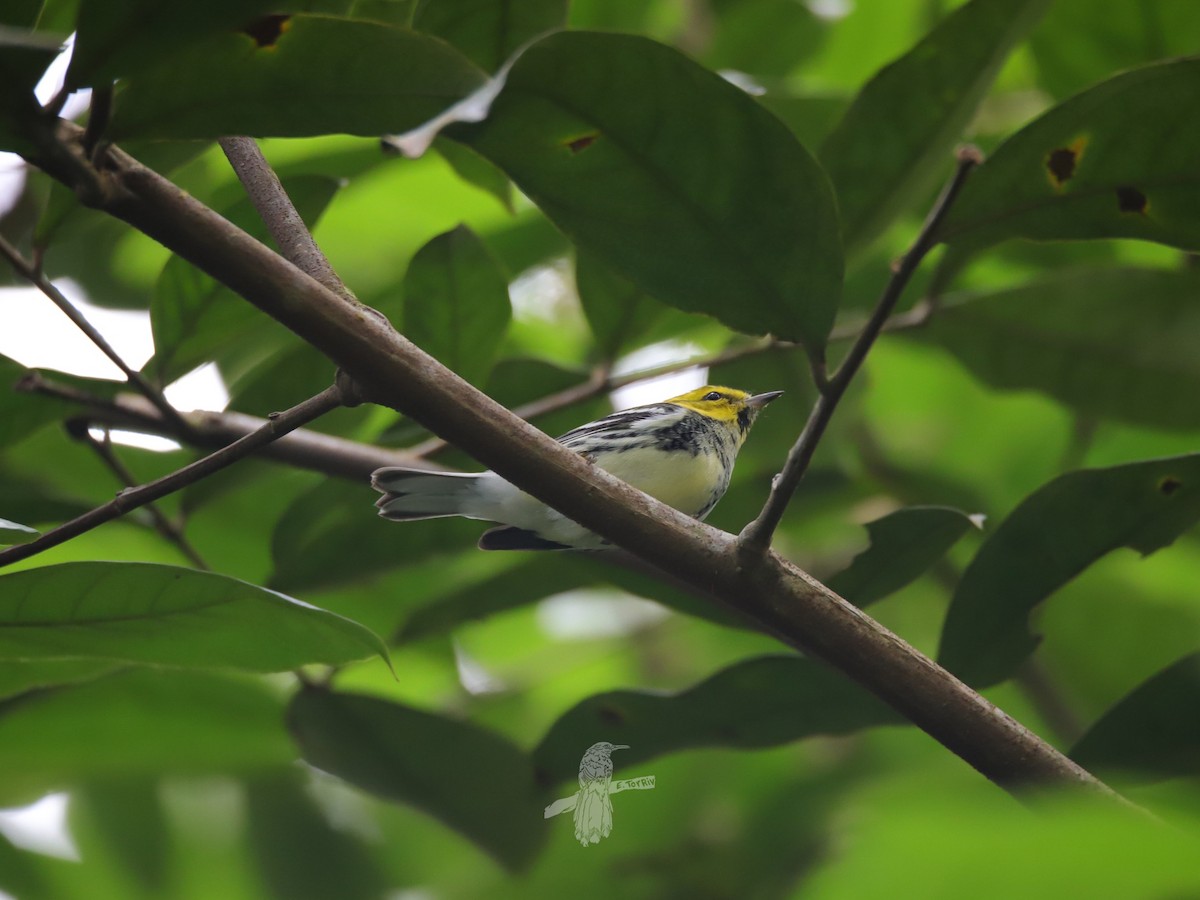 Black-throated Green Warbler - ML626969476