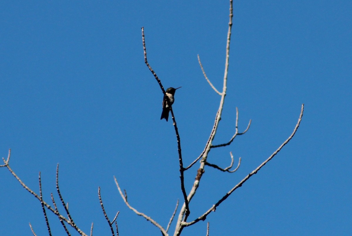 Ruby-throated Hummingbird - ML62696961