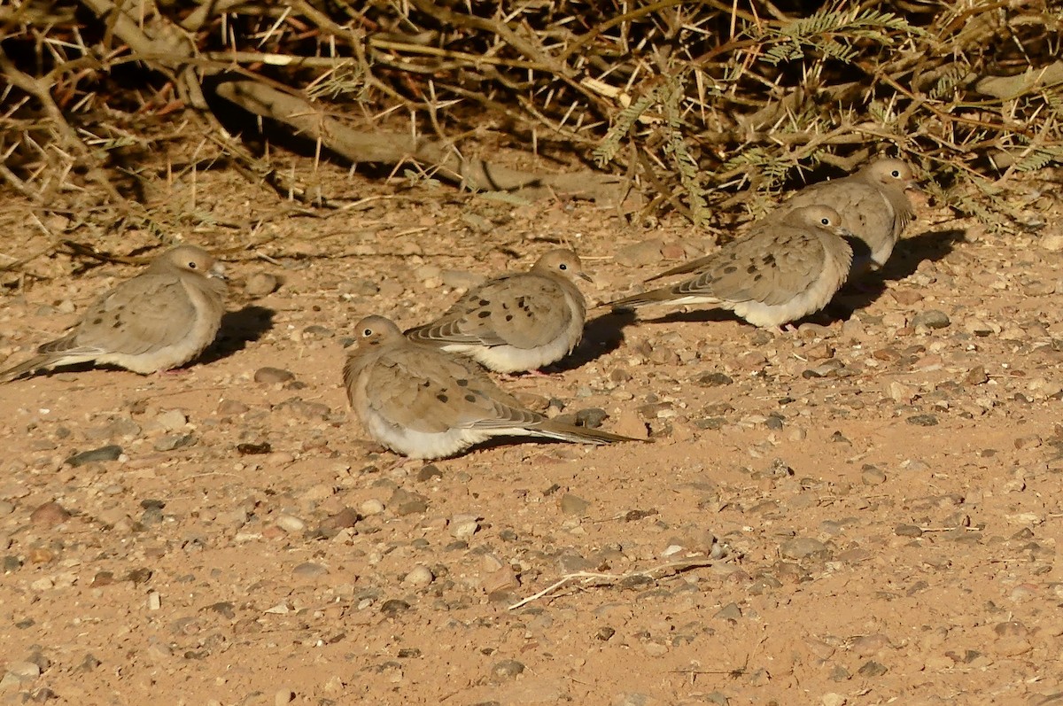 Mourning Dove - ML626969763