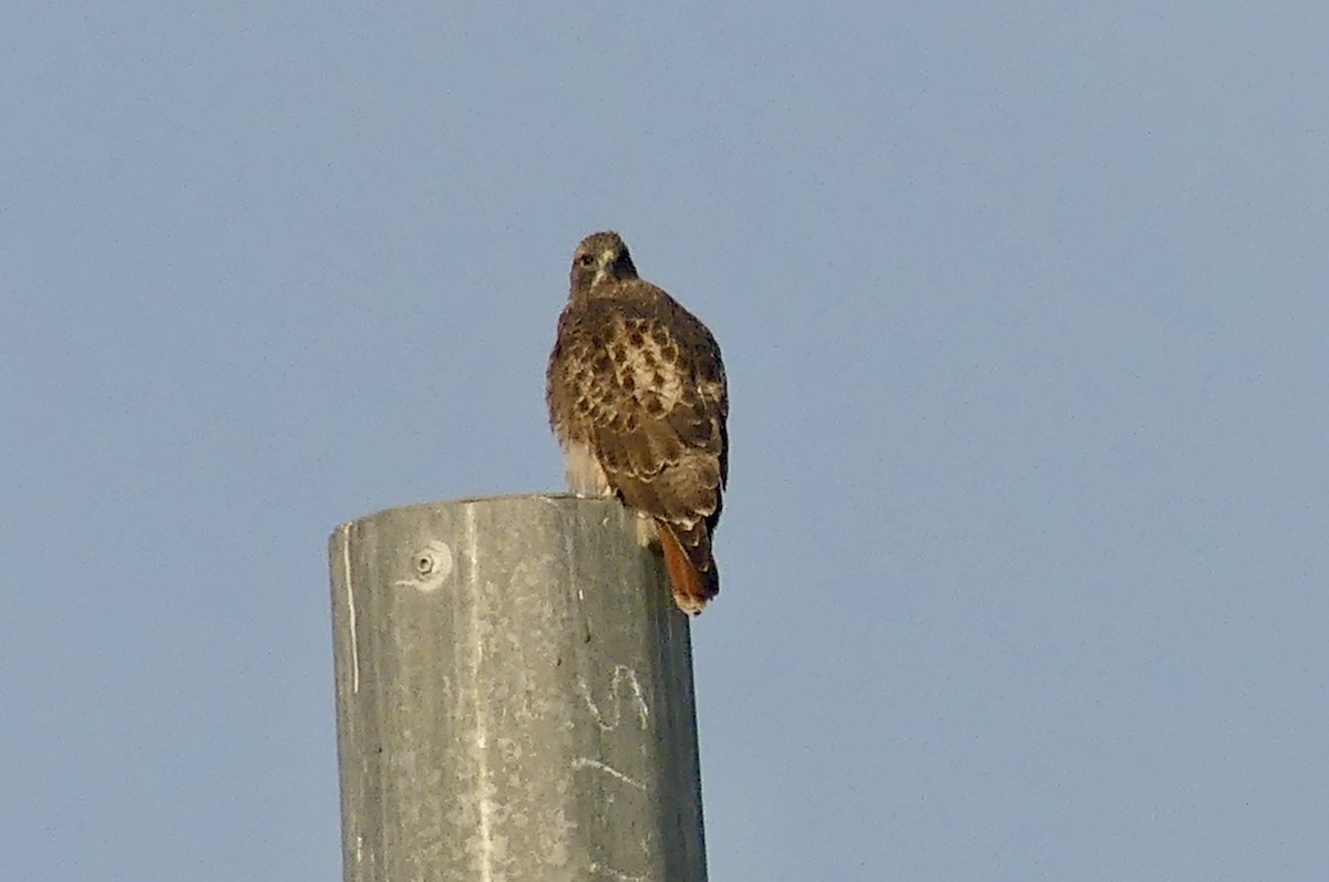 Red-tailed Hawk - ML626969792