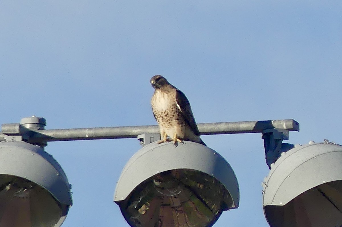 Red-tailed Hawk - ML626969793