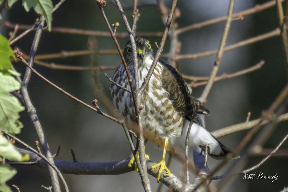 Sharp-shinned Hawk - ML626970164