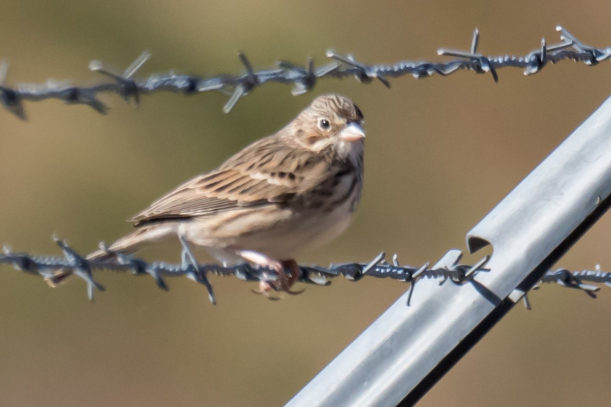Vesper Sparrow - ML626970362