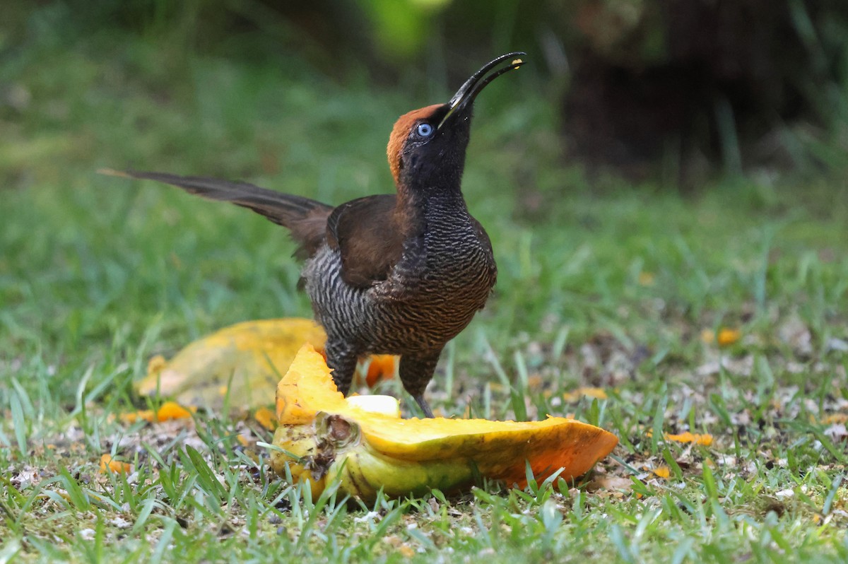 Brown Sicklebill - ML626970481