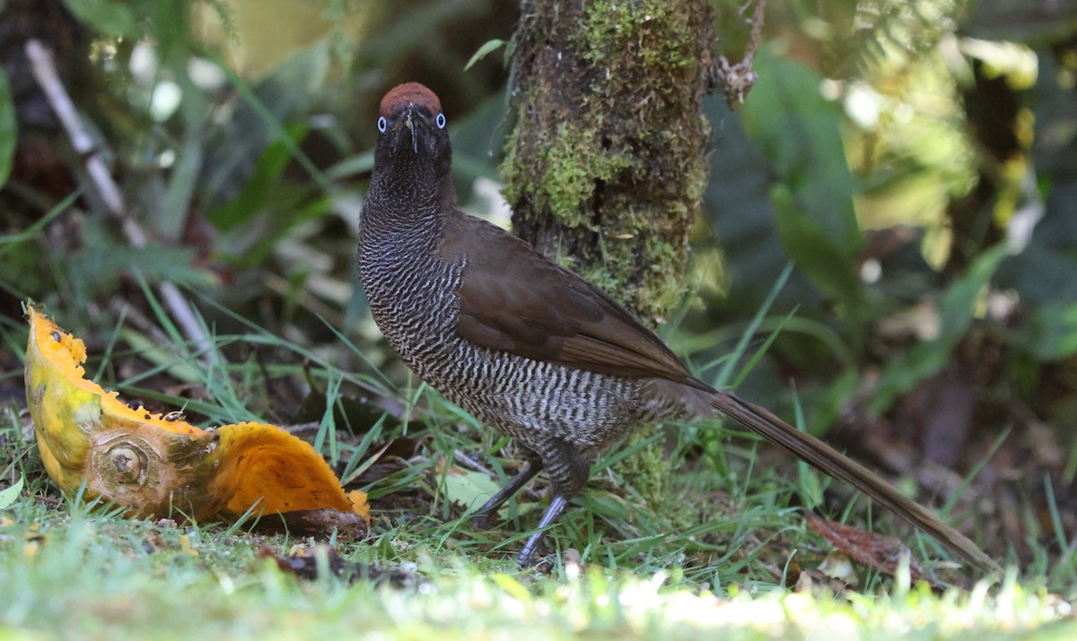 Brown Sicklebill - ML626970483