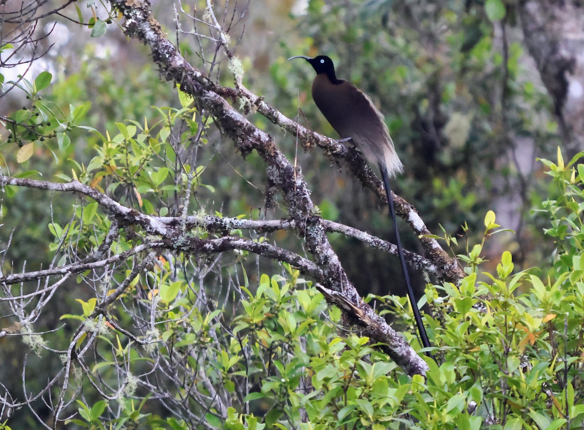 Brown Sicklebill - ML626970525