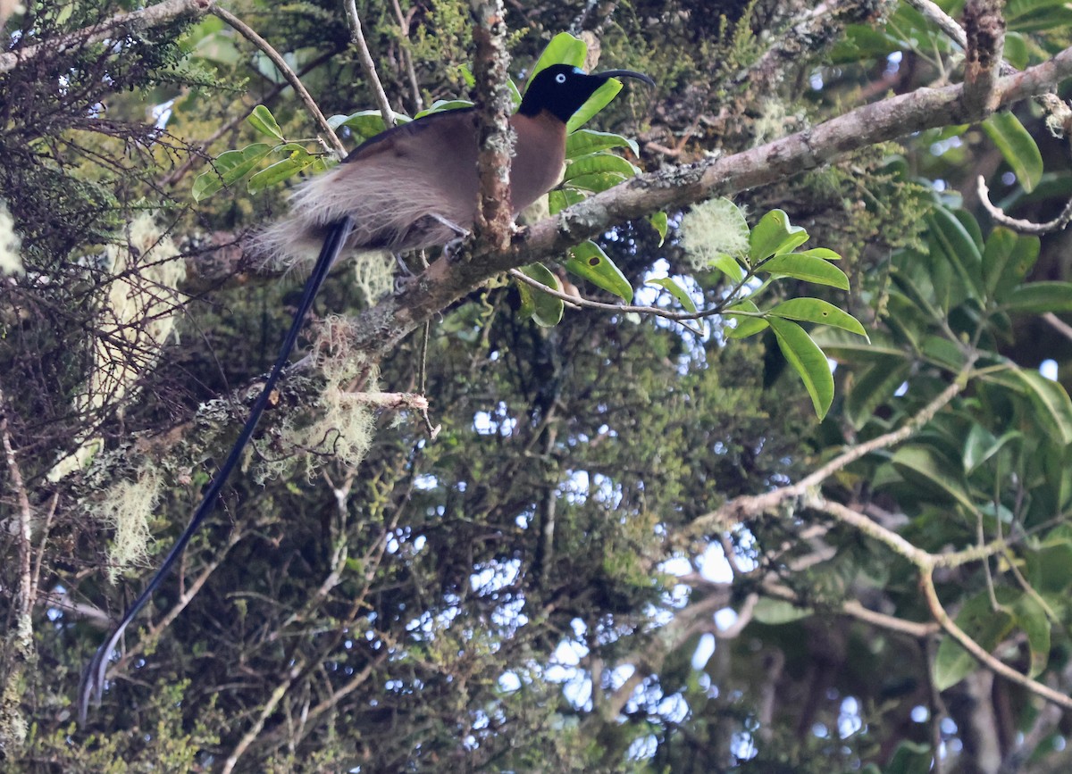 Brown Sicklebill - ML626970527