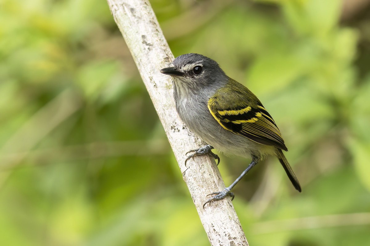 Slate-headed Tody-Flycatcher - ML626970545