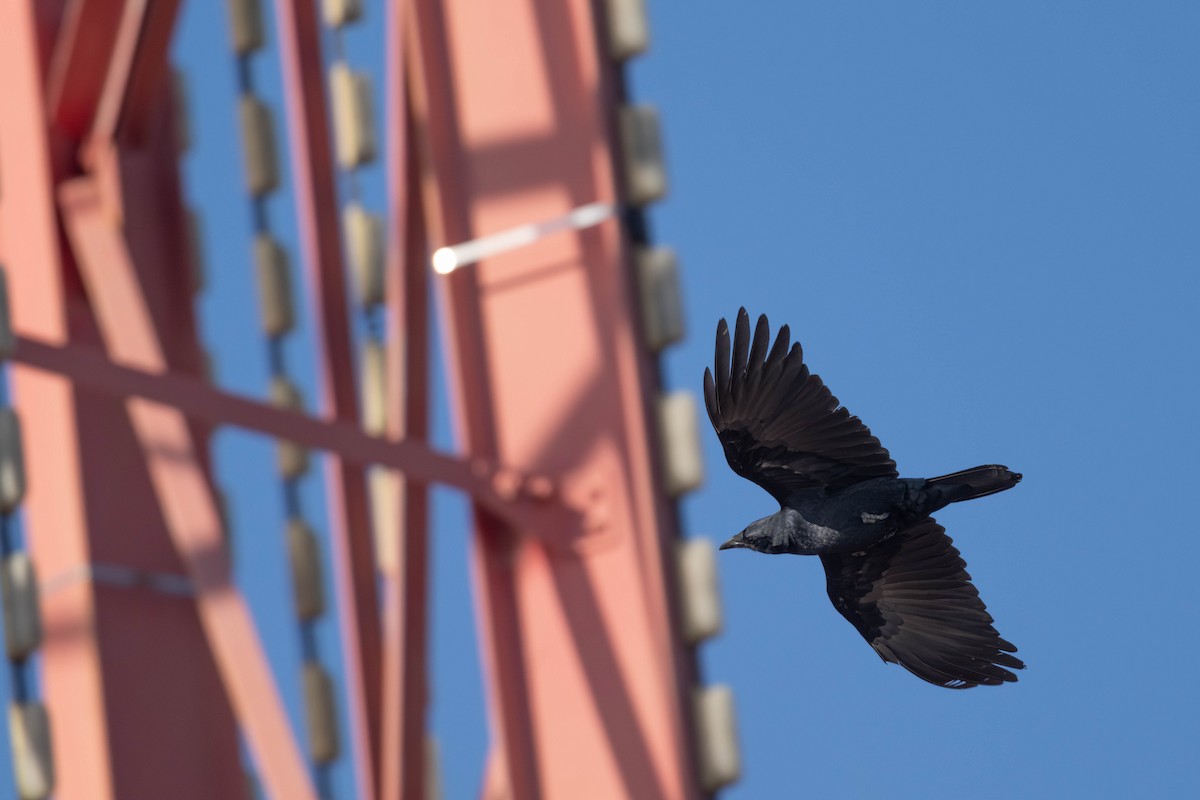 Fish Crow - ML626970883