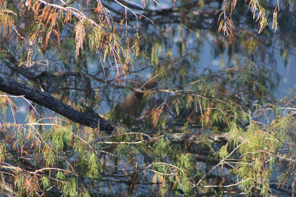 Bare-throated Tiger-Heron - ML626970933