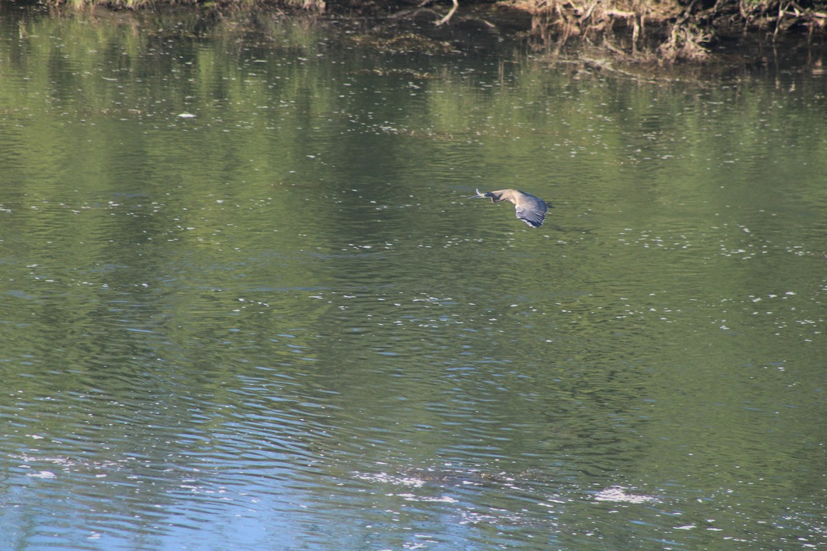 Bare-throated Tiger-Heron - ML626970935
