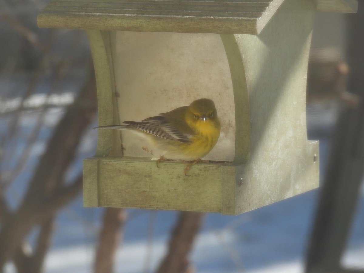 Pine Warbler - ML626971043