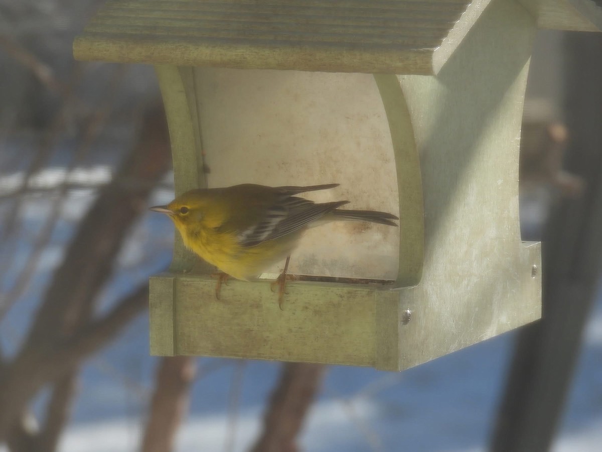 Pine Warbler - ML626971044