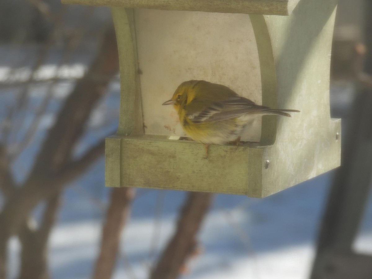 Pine Warbler - ML626971045