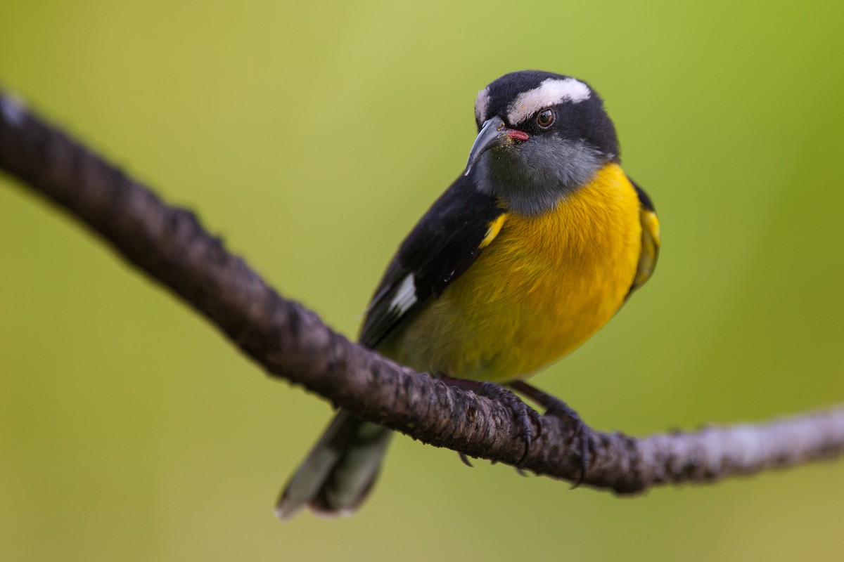 Bananaquit (Puerto Rico) - ML626971093