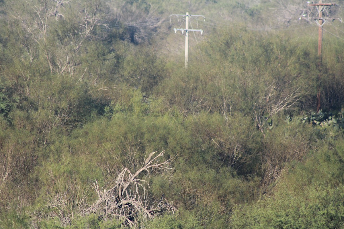 Bare-throated Tiger-Heron - ML626971213