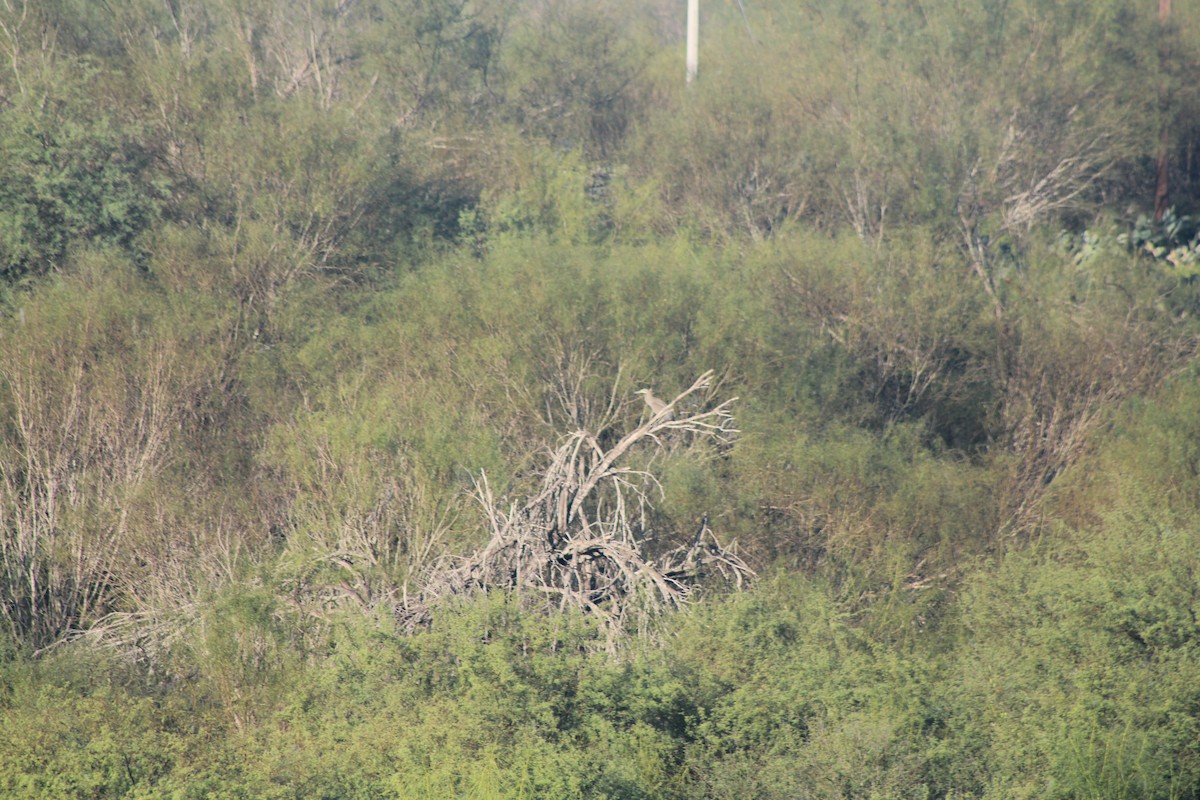Bare-throated Tiger-Heron - ML626971214