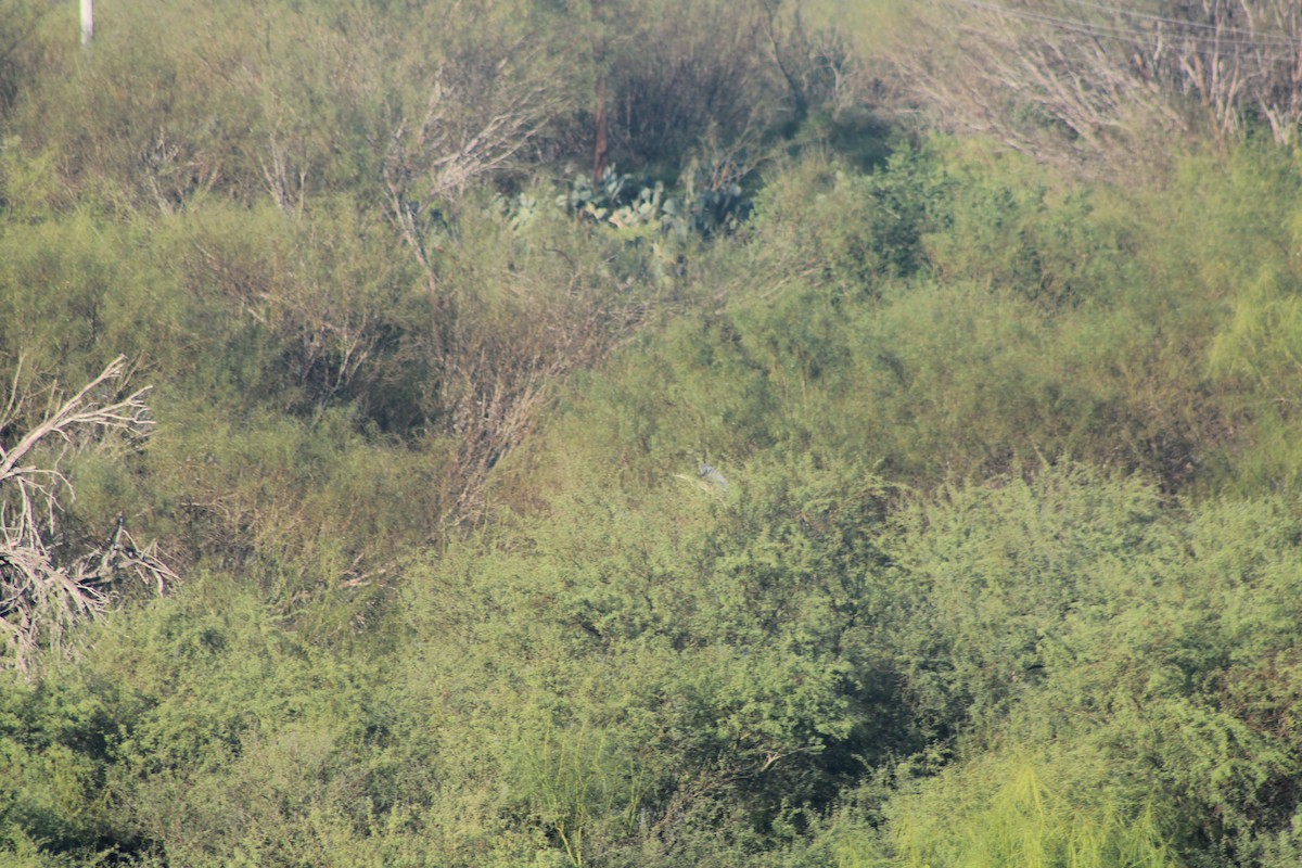 Bare-throated Tiger-Heron - ML626971215