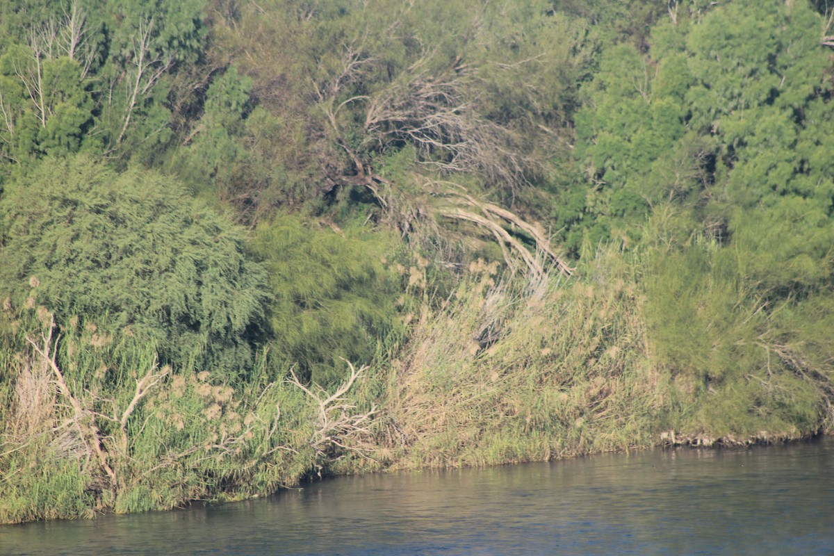 Bare-throated Tiger-Heron - ML626971216