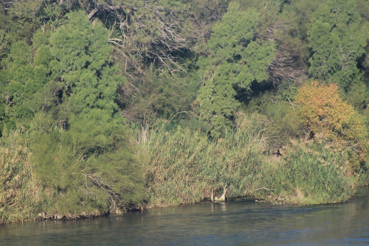 Bare-throated Tiger-Heron - ML626971245