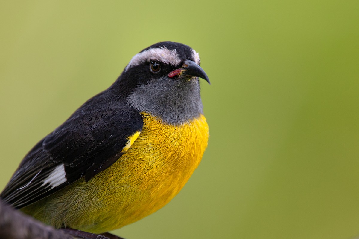 Bananaquit (Puerto Rico) - ML626971246