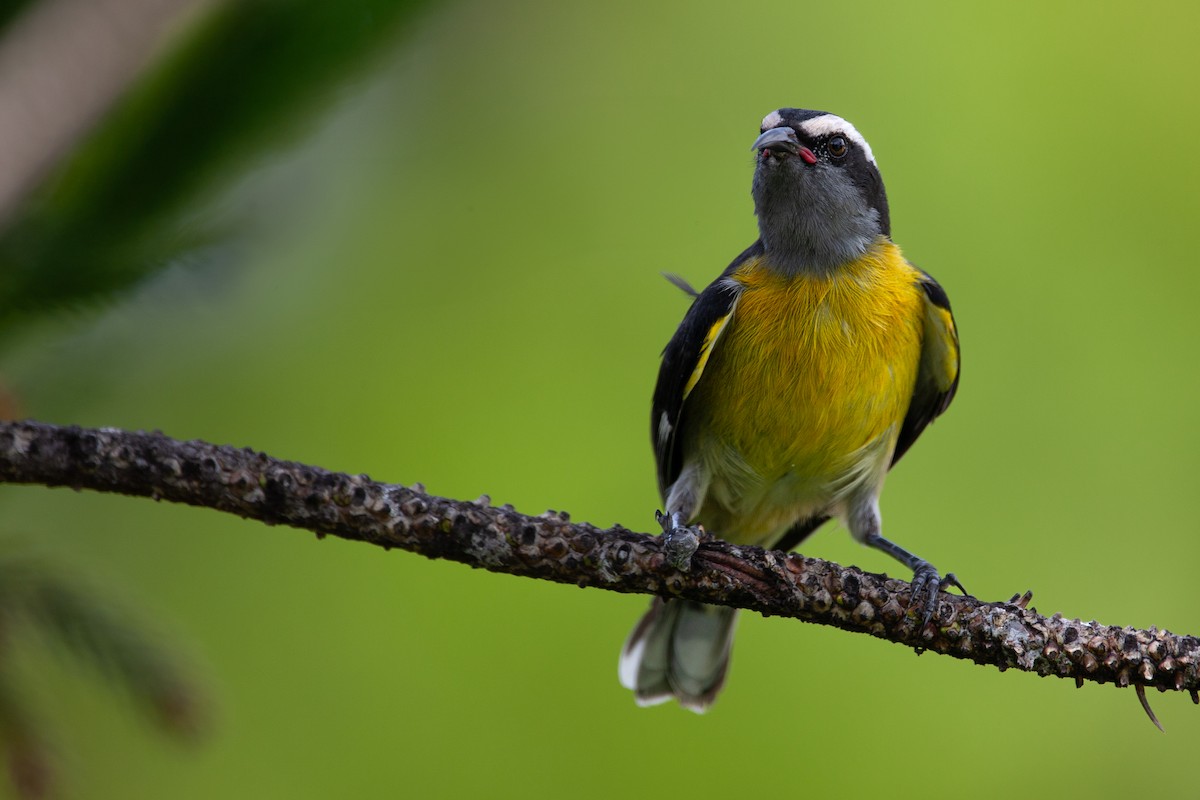 Bananaquit (Puerto Rico) - ML626971276