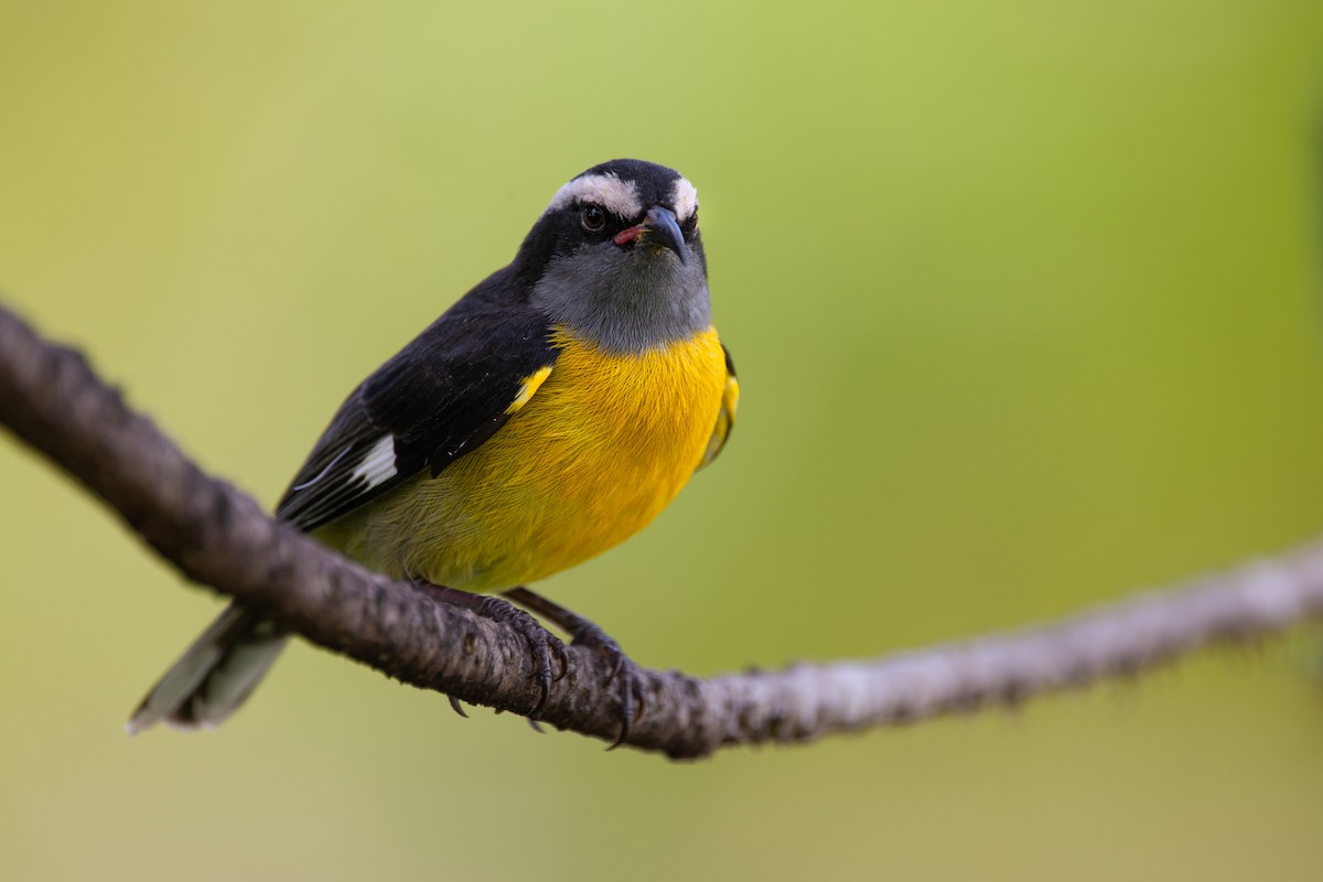 Bananaquit (Puerto Rico) - ML626971278