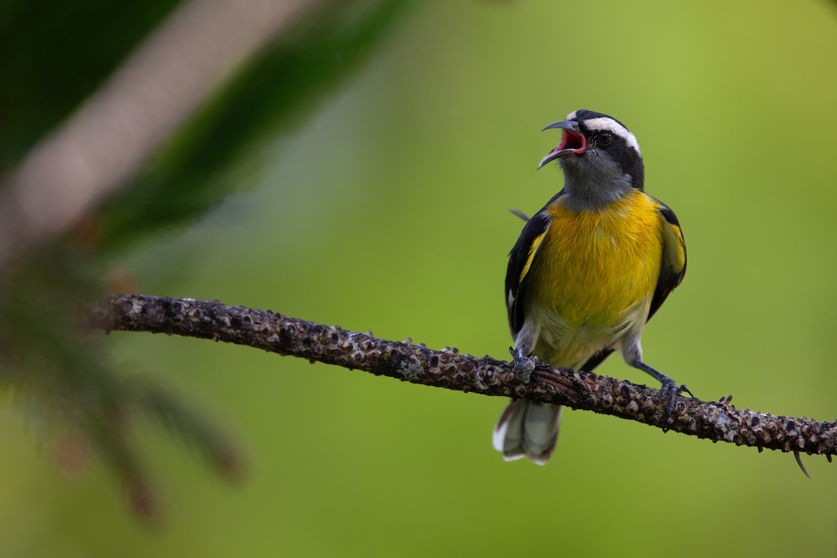 Bananaquit (Puerto Rico) - ML626971279