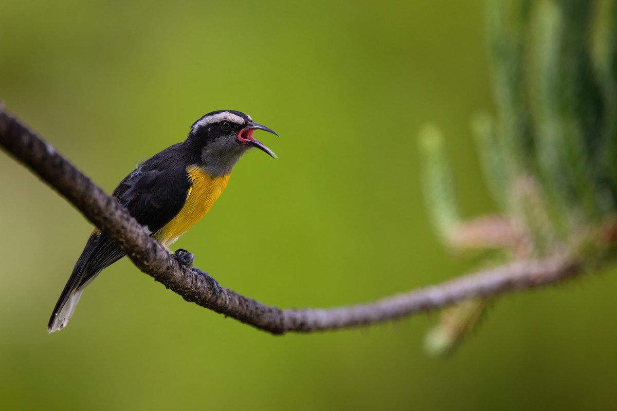 Bananaquit (Puerto Rico) - ML626971280