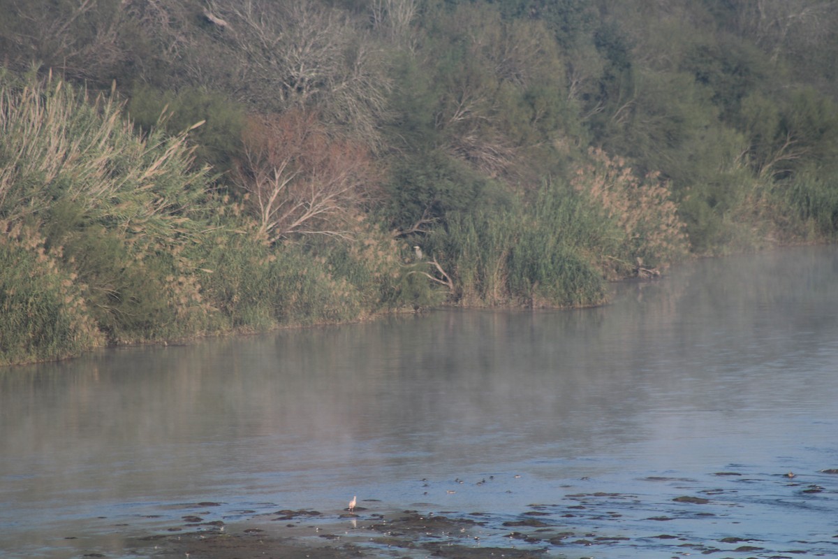 Bare-throated Tiger-Heron - ML626971465