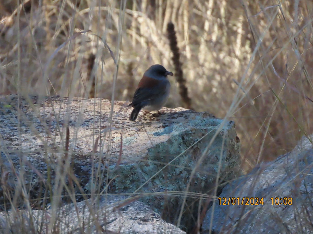 Dark-eyed Junco - ML626971491