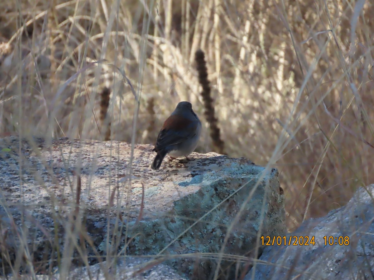 Dark-eyed Junco - ML626971492