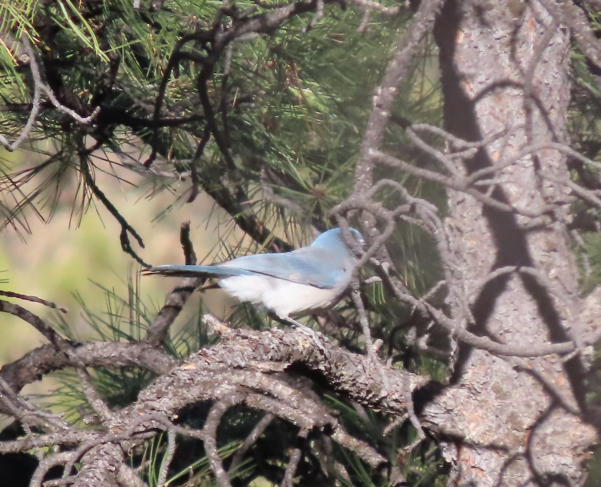 Mexican Jay - ML626971586