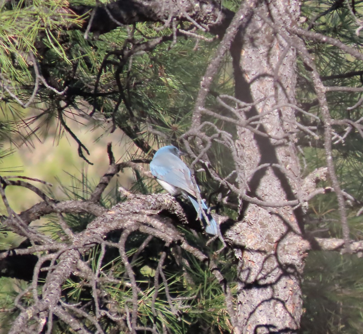 Mexican Jay - ML626971587