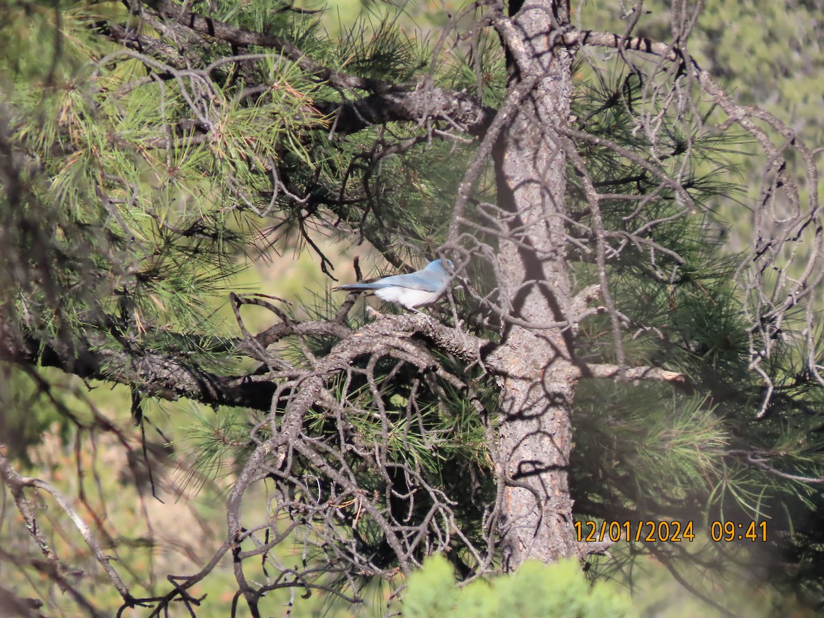 Mexican Jay - ML626971588