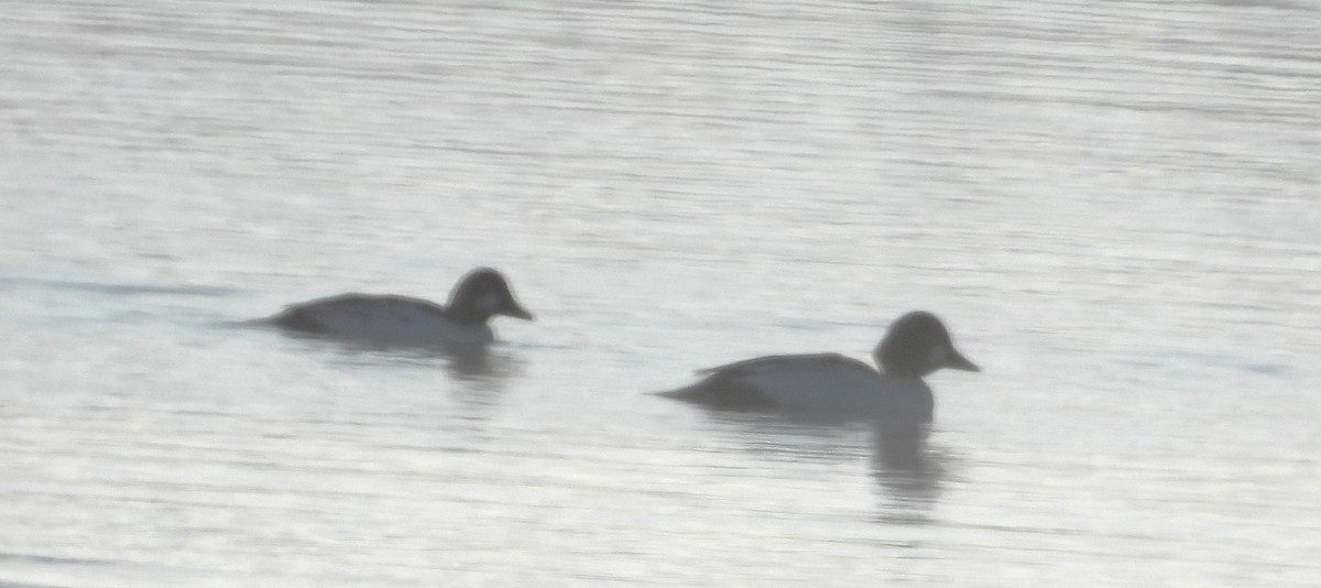 Common Goldeneye - ML626971611