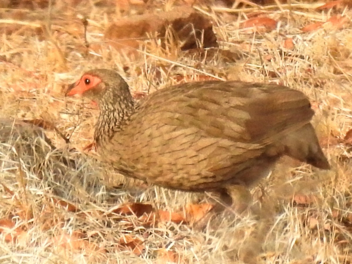 Swainson's Spurfowl - ML626971615