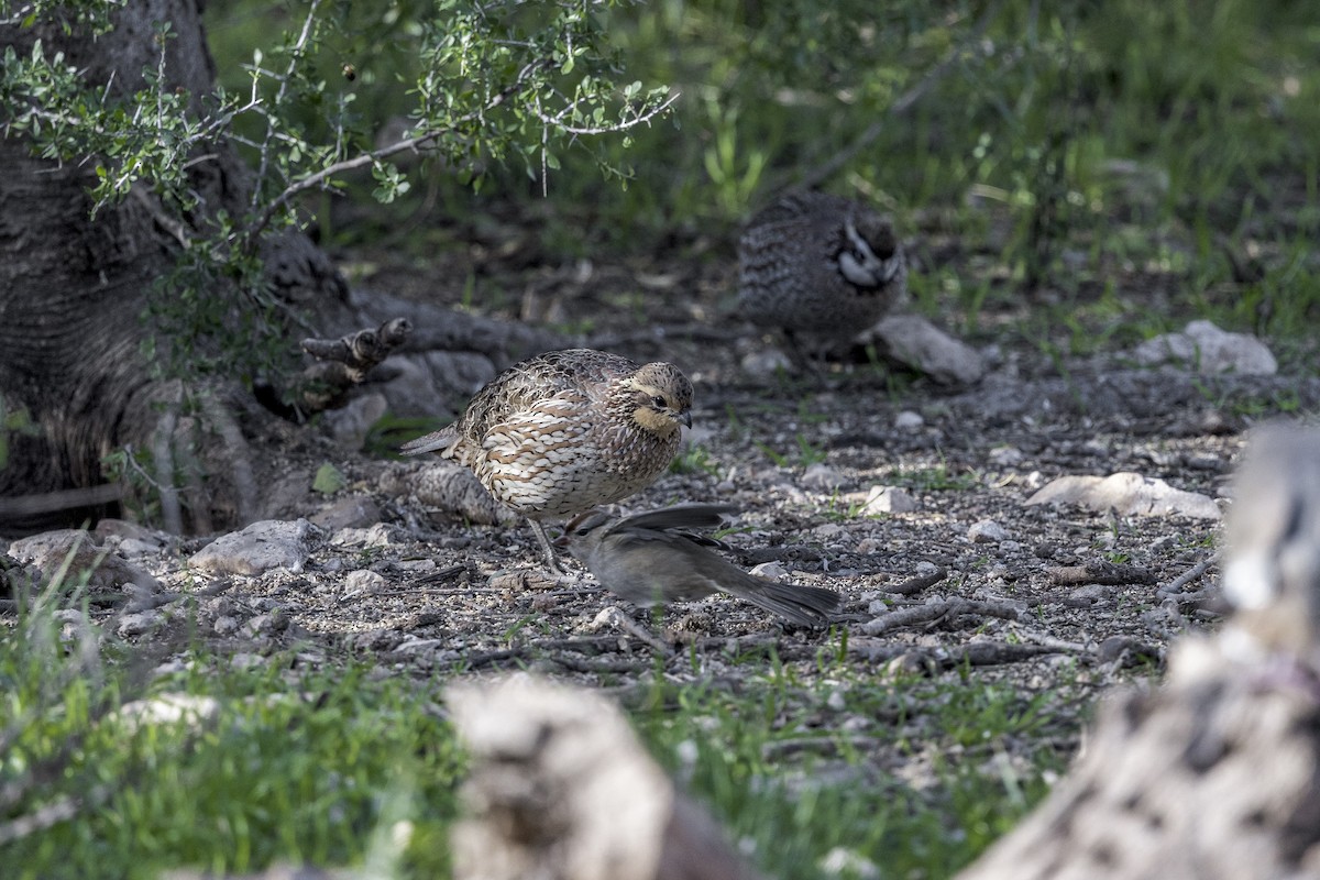 Colino della Virginia - ML626971659
